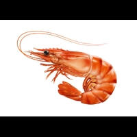 Shrimpy XMA