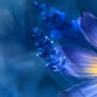 Nightflower XMA